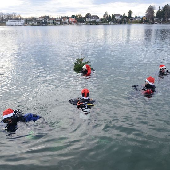 Fünf Taucher schwimmen in einem See, tragen Weihnachtsmützen und Tauchausrüstung. Ein kleiner Weihnachtsbaum ist in der Nähe eines Tauchers sichtbar. Im Hintergrund sind Häuser und Bäume entlang des Seeufers zu sehen.