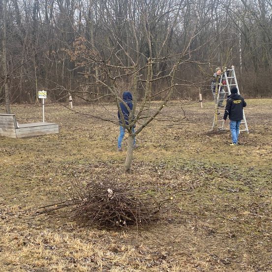 Zwei Personen trimmen einen Baum mit einer Leiter auf einem Feld mit trockenem Gras und Bäumen. Eine weitere Person geht in der Nähe vorbei.