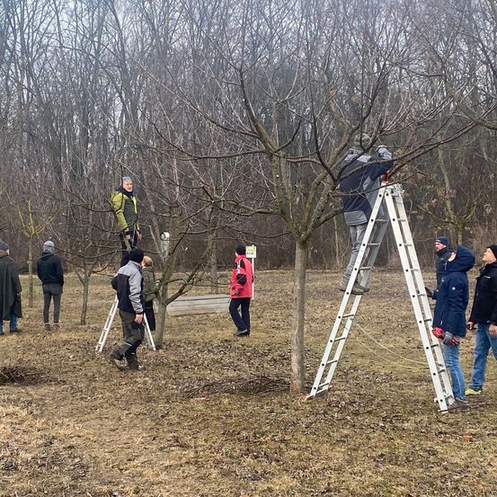 Mehrere Personen arbeiten an einem Baum in einem Wald, einige stehen auf Leitern und andere halten Werkzeuge. Das Gebiet ist von kahlen Bäumen umgeben und einige haben Jacken an.