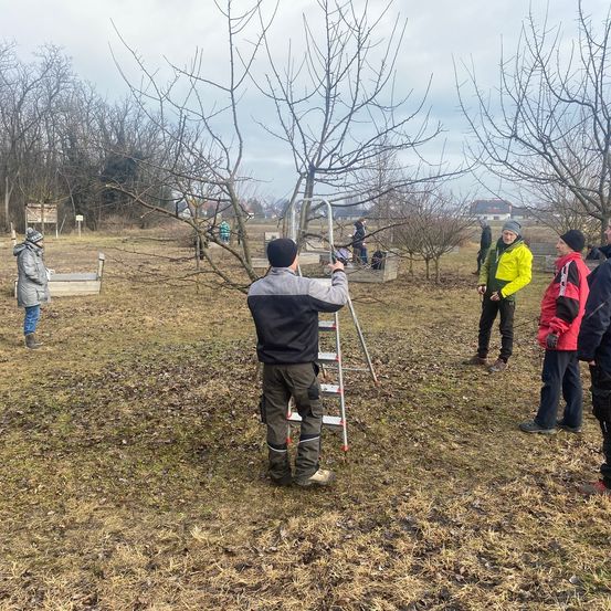 Eine Gruppe von Menschen ist um einen Baum in einem Obstgarten versammelt. Ein Mann steht auf einer Leiter und beschneidet möglicherweise Äste. Das Gebiet ist von Bäumen umgeben und hat ein grasbewachsenes Feld.