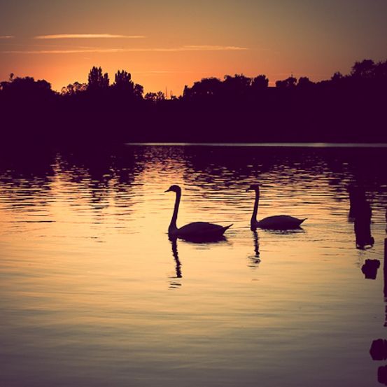 Bild enthält, Silhouette, Nature, Outdoors, Sky, Sunset, Animal, Bird, Water, Swan, Lake