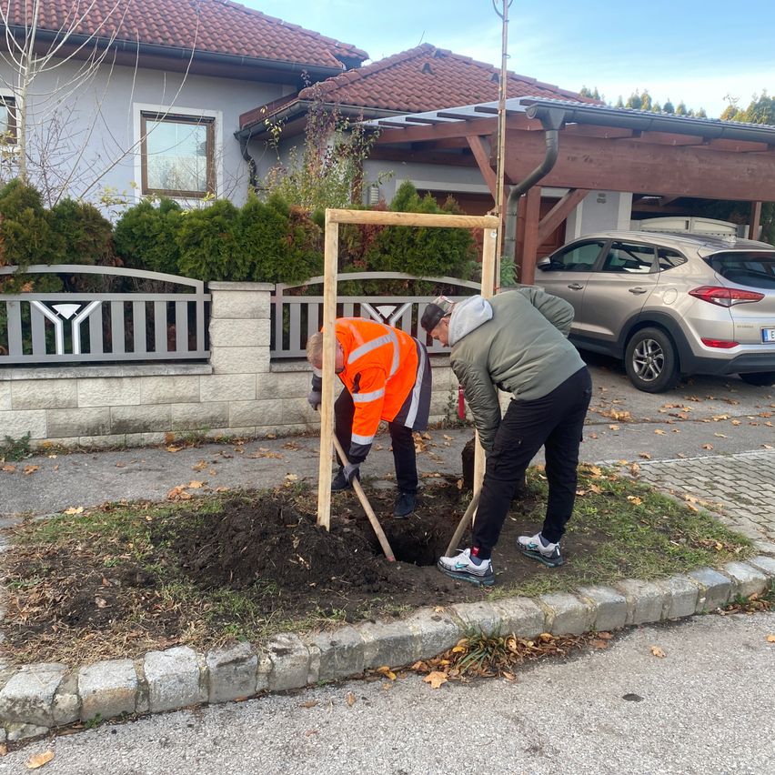 Zwei Männer in orangefarbenen Westen pflanzen einen Baum vor einem Haus, an dem ein Auto in der Einfahrt parkt.