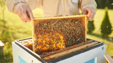 v1_migrated_image_48142753