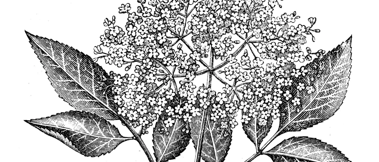 Eine Schwarz-Weiß-Botanikillustration einer Pflanze mit kleinen, geclusterten Blüten und breiten Blättern.