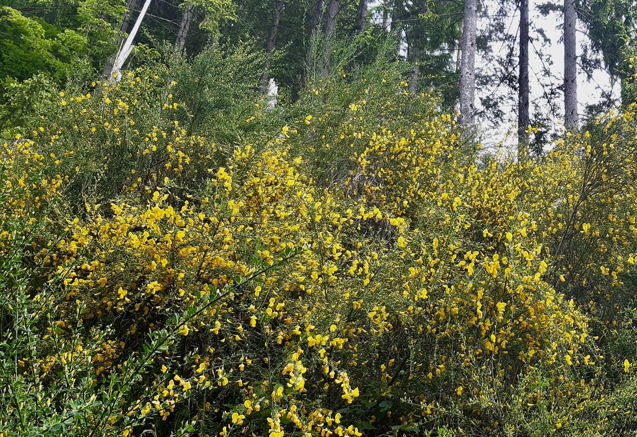 Ein dichter Strauch mit gelben Blüten, möglicherweise eine Art Ginster, bedeckt den Vordergrund, mit hohen Bäumen und einem hellen Himmel im Hintergrund.