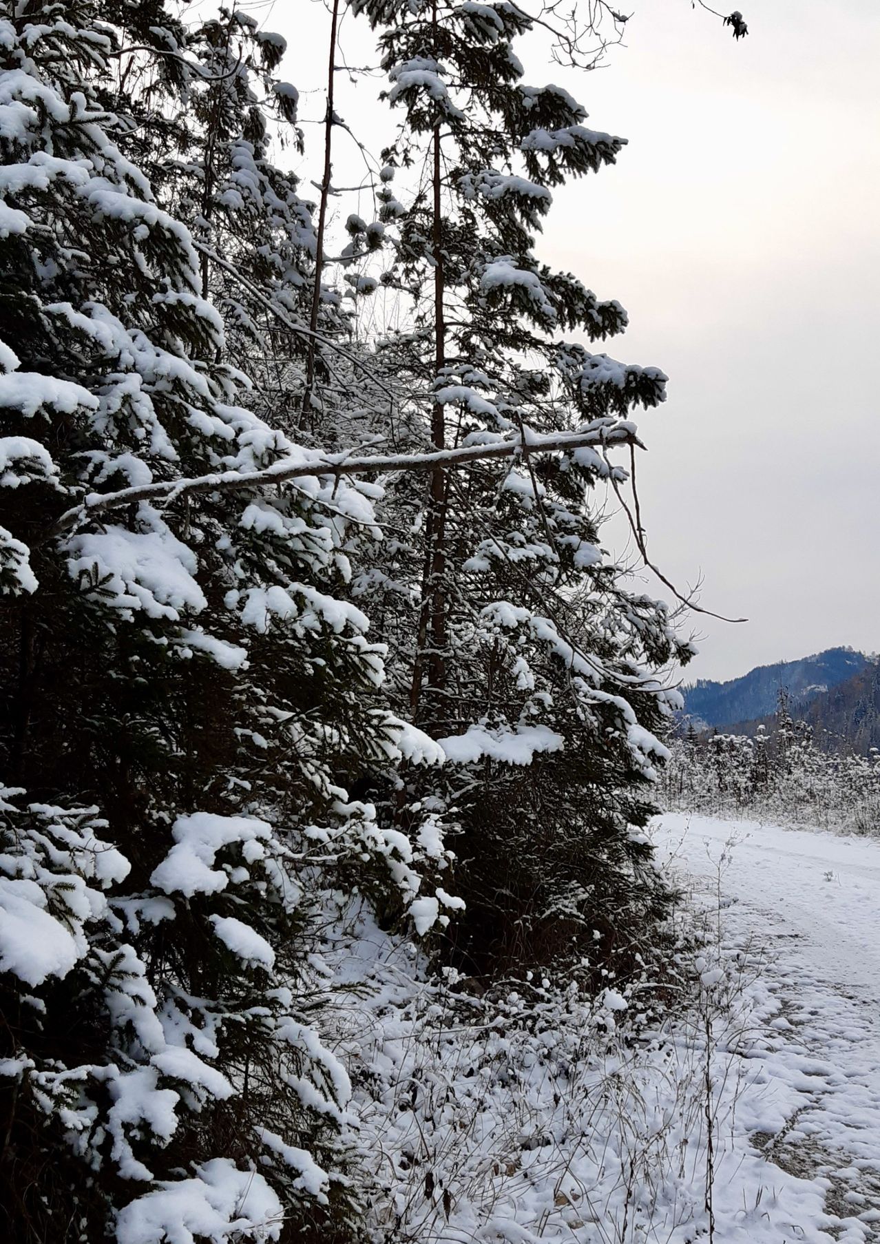 Schneebedeckte Kiefern säumen eine verschneite Landschaft mit einer entfernten Bergkette. Die Bäume sind stark mit Schnee bedeckt, und ein kahler Ast hängt im Vordergrund.