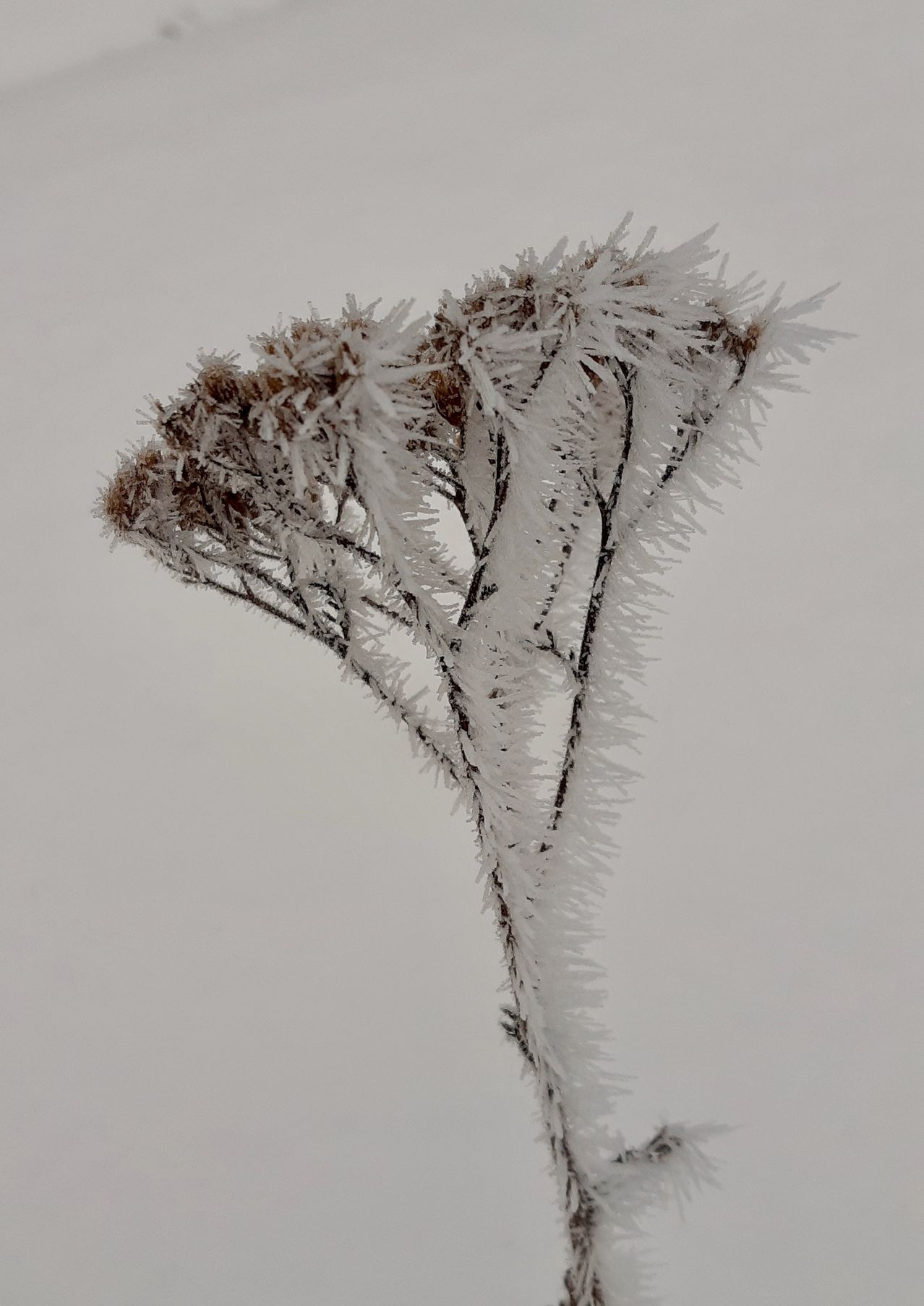 Eine Nahaufnahme einer Pflanze, die mit Frost bedeckt ist. Die Zweige sind kahl, und die Blätter sind trocken und mit Eis bedeckt.