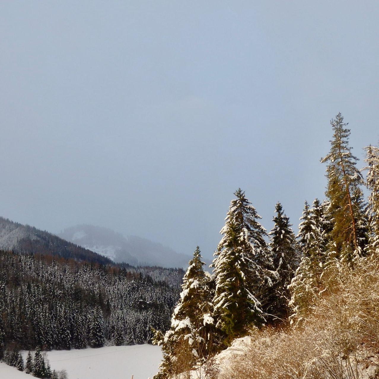 Eine verschneite Landschaft mit Schnee bedeckten Kiefern, Bergen im Hintergrund und einem gefrorenen See unten.