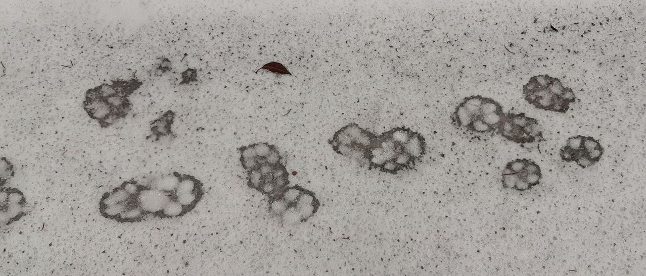 Eine Nahaufnahme von Schnee mit Tierspuren, einem einzelnen getrockneten Blatt und verstreuten kleinen Partikeln auf einer grauen Oberfläche.