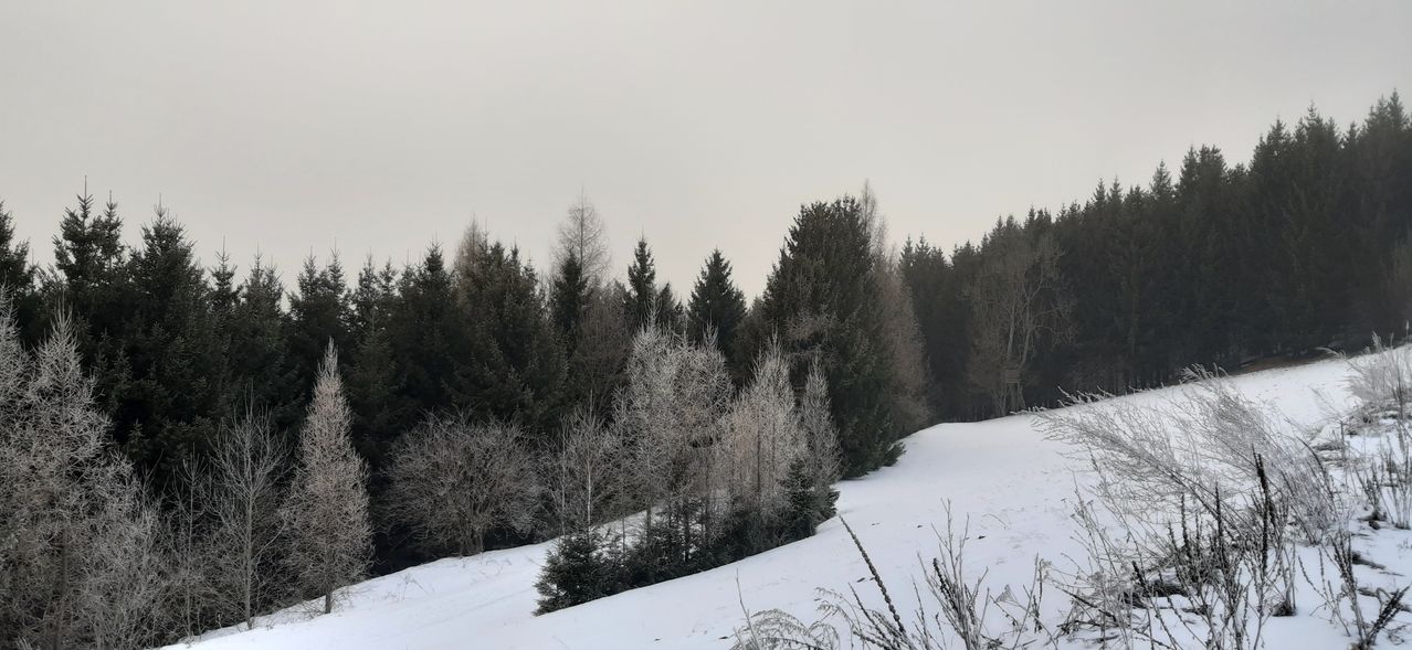 Ein Winterbild mit einem verschneiten Hügel und Bäumen, die mit Reif bedeckt sind, unter einem bewölkten Himmel.