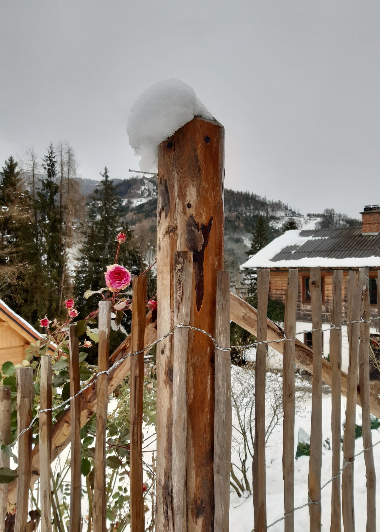 Ein verschneiter Holzzaun mit einem rosa Rosenbusch, der einen verschneiten Landschaftsausblick und ein Haus mit Schornstein bietet.
