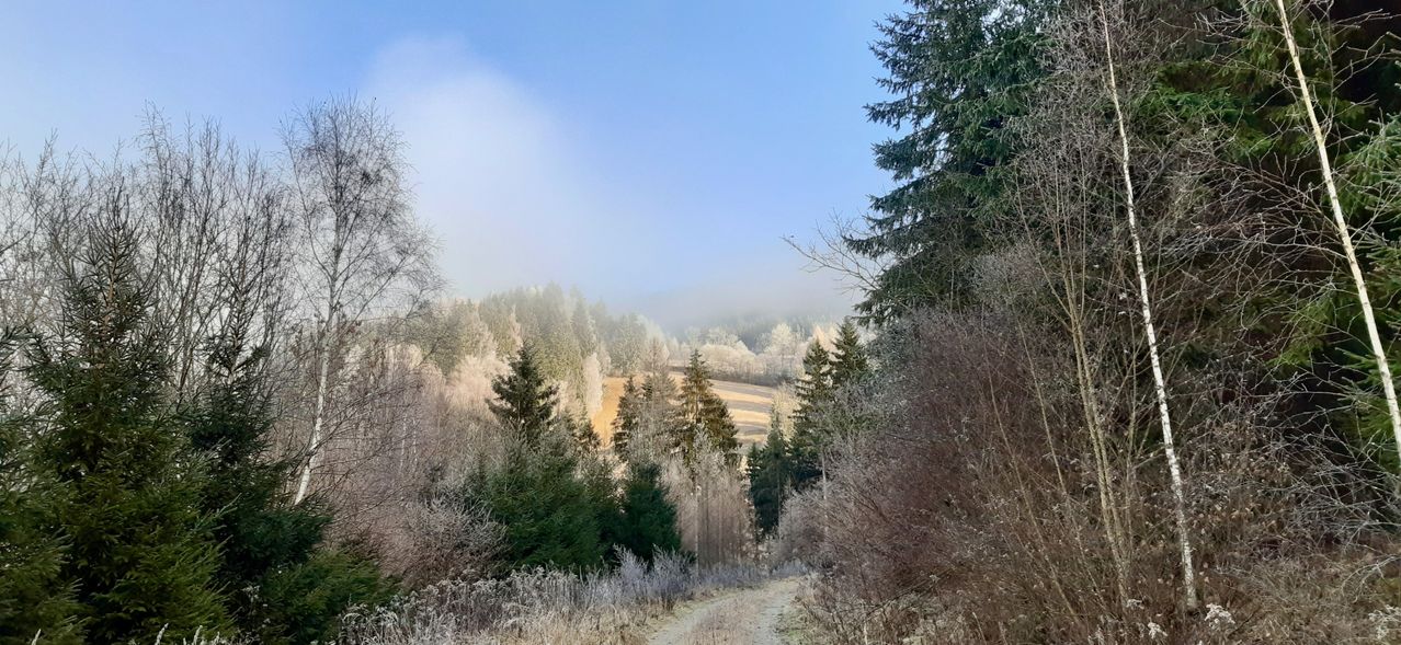 Eine friedliche Winterlandschaft mit einem Waldweg, frostbedeckten Bäumen und einem nebligen Hintergrund. Der Himmel ist klar und blau.