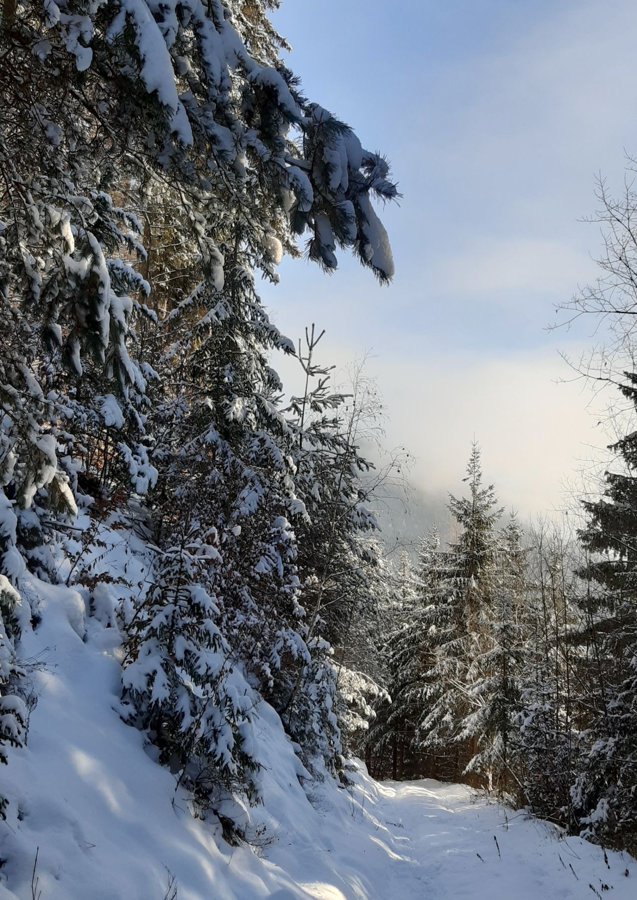 Schneebedeckte Bäume und Pflanzen in einem Wald, mit einem blauen Himmel darüber und einem Hauch von Nebel in der Ferne.