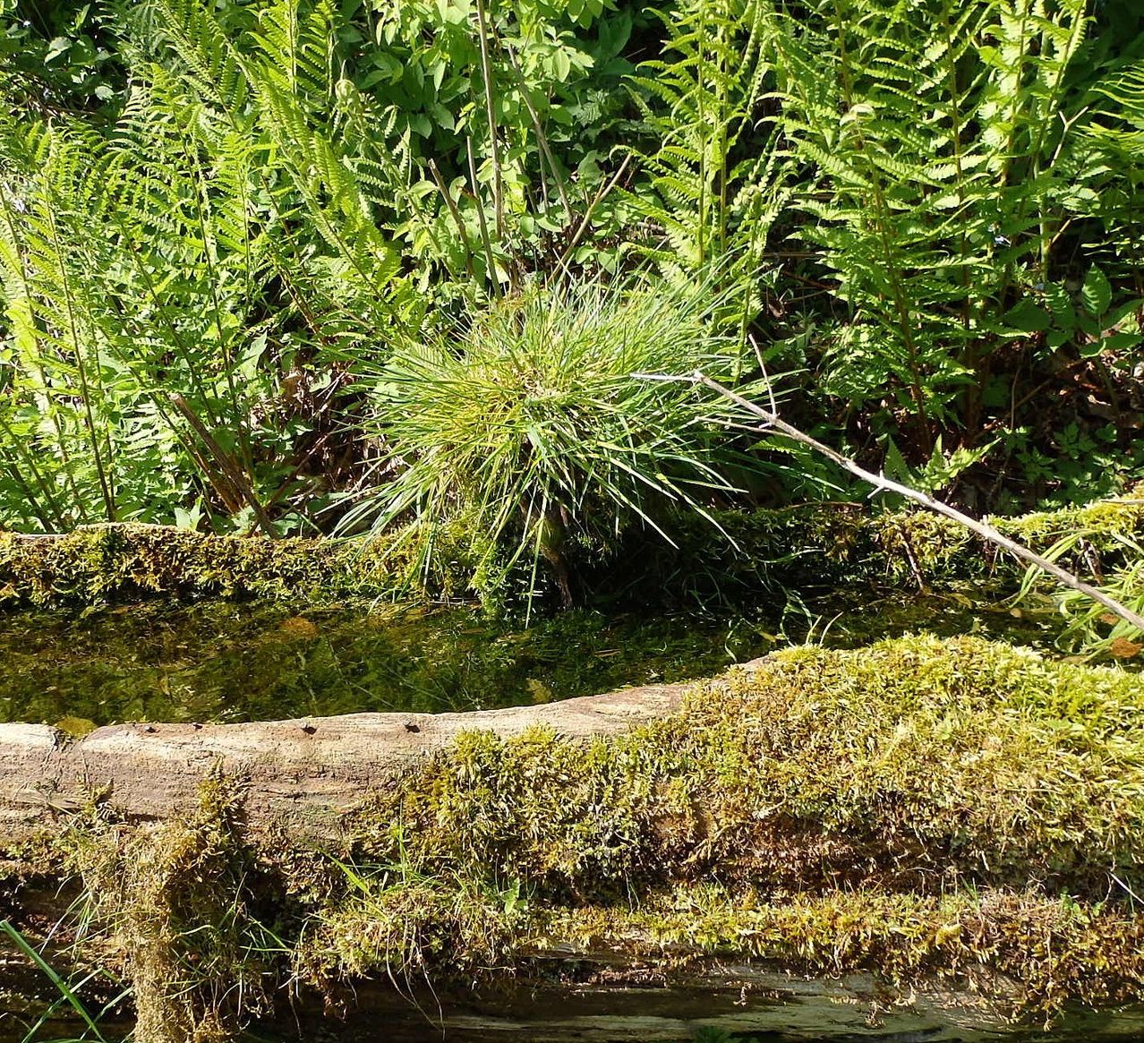 Eine Nahaufnahme eines moosbedeckten Baumstamms in einem üppigen, grünen Wald mit Farnen und einer kleinen Pflanze, die aus dem Wasser auftaucht.