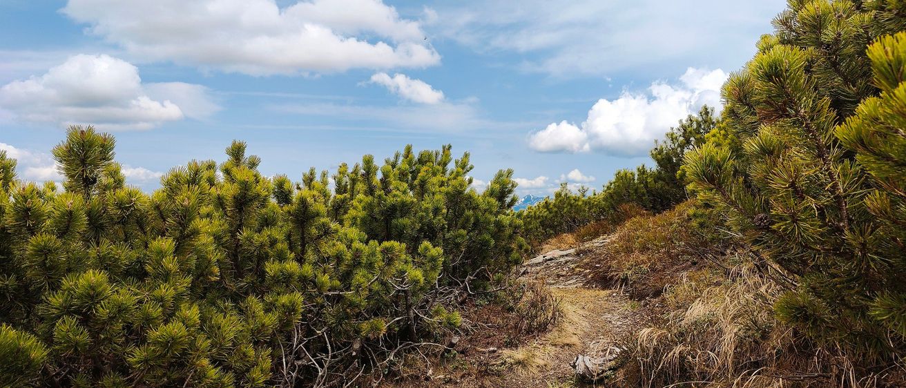 Ein Wanderweg mit Kiefern und Blick auf einen bewölkten blauen Himmel.