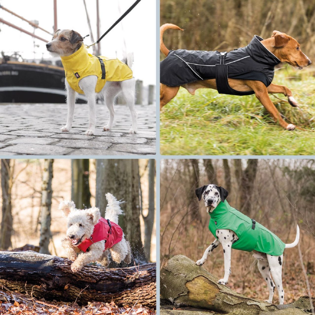 Bild enthält, Clothing, Coat, Animal, Canine, Dog, Mammal, Pet, Vest, Jacket, Strap