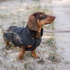 Bild enthält, Clothing, Coat, Animal, Canine, Dog, Hound, Mammal, Pet