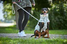 Bild enthält, Sword, Weapon, Person, Walking, Animal, Canine, Mammal, Dog, Pet, Walking Dog