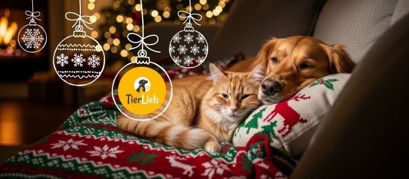 Ein goldener Retriever und eine orange Katze liegen auf einem Sofa, beide mit einer festlichen Decke bedeckt. Sie sind von Weihnachtskugeln und einem festlichen Baum umgeben.