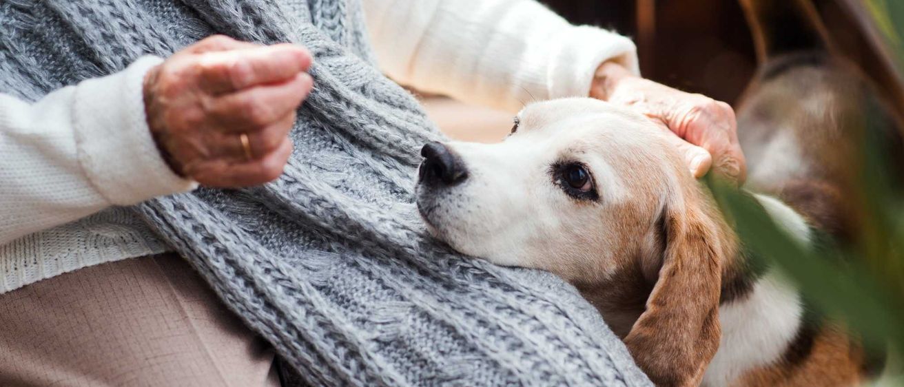 Blanket, Animal, Canine, Dog, Mammal, Pet