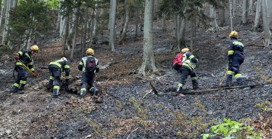Fünf Feuerwehrleute arbeiten in einem verbrannten Wald, tragen gelbe Helme und gelbe Uniformen. Sie räumen Trümmer weg. Der Boden ist mit Asche und verbrannten Blättern bedeckt.