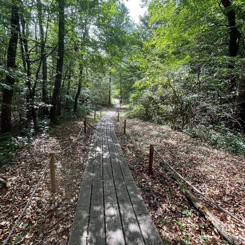 Ein hölzerner Pfad schlängelt sich durch einen üppigen Wald, gesäumt von Seilen auf beiden Seiten. Der Weg ist von dichter Vegetation umgeben, wobei das Sonnenlicht durch die Bäume fällt.
