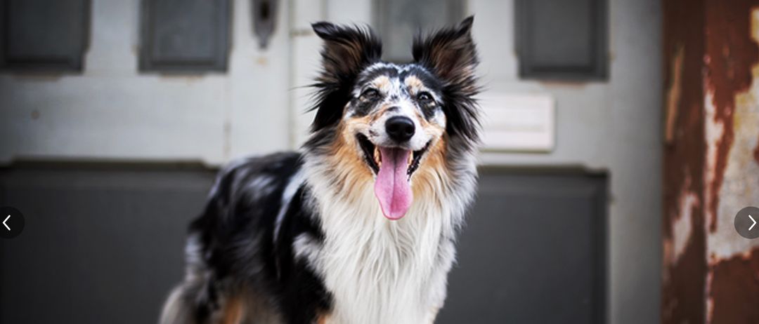 Bild enthält, Animal, Canine, Dog, Mammal, Pet, Collie, Body Part, Mouth, Person