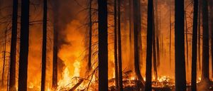 Ein Waldbrand brennt Bäume und Laub, wobei eine rauchige Atmosphäre mit hellen orangefarbenen Flammen entsteht.