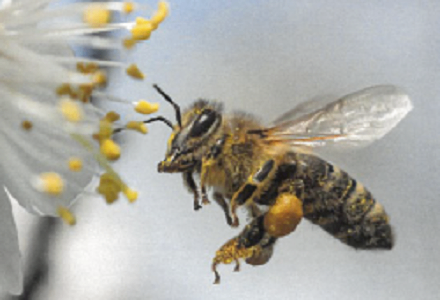Eine Biene schwebt in der Luft nahe einer weißen Blume mit gelbem Pollen. Die Flügel der Biene sind ausgebreitet und sie scheint Nektar oder Pollen zu sammeln.