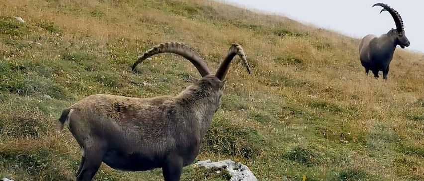 Zwei Steinböcke stehen am Hang eines grasbewachsenen Berges.