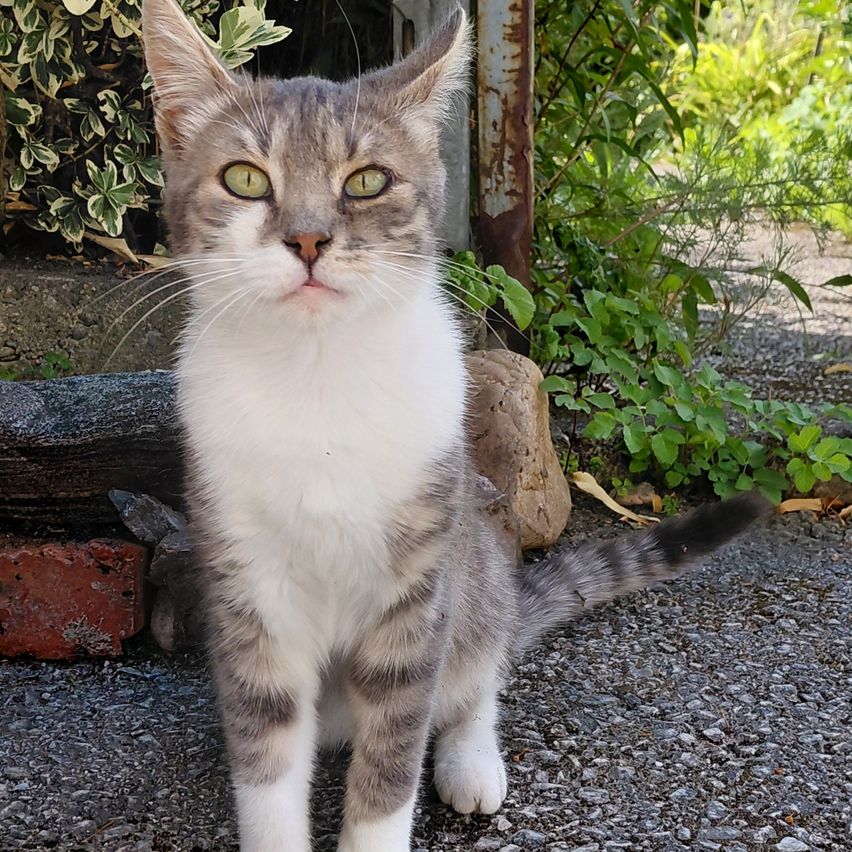 Ein grau-weißes Kätzchen mit grünen Augen sitzt auf einem Kiesweg, umgeben von Pflanzen und Steinen.