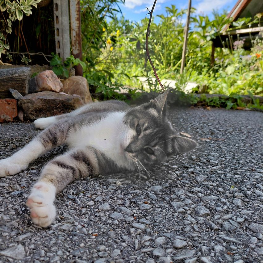 Eine grau-weiße Katze schläft auf einem Schotterboden mit einem verschwommenen Hintergrund aus Pflanzen und einem Haus.