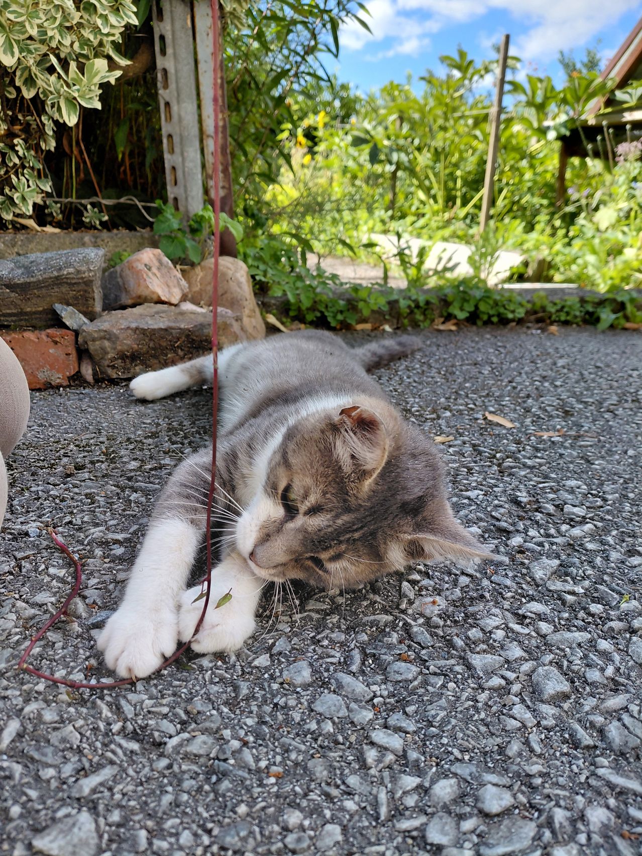 Katze spielt im Garten mit einer Schnur auf Schotterboden