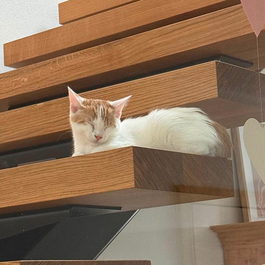 Eine weiße Katze mit orangefarbenen Flecken schläft auf einem Holzregal. Die Katze liegt auf der Seite mit geschlossenen Augen.