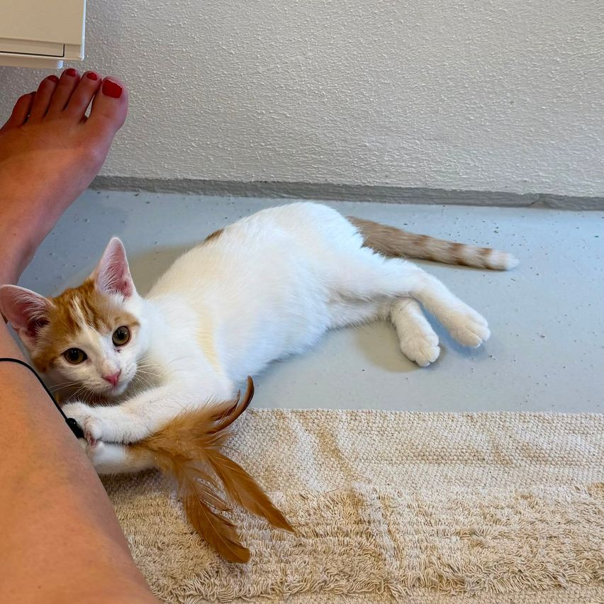 Katze spielt mit Federwedel neben Frau in Wien