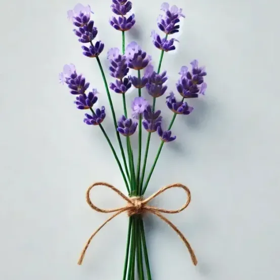 Eine Sammlung von Lavendelblüten, die mit einer braunen Schleife auf einem weißen Hintergrund gebunden sind.