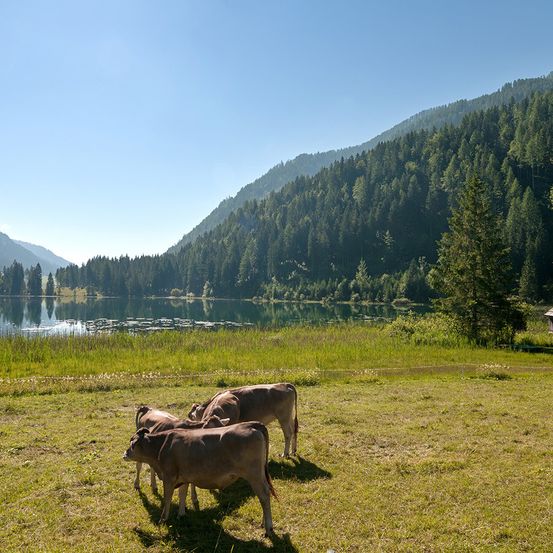 Drei Kühe stehen auf einer Wiese in der Nähe eines Sees. Von Bäumen bedeckte Berge umgeben das Wasser. Der Himmel ist klar.