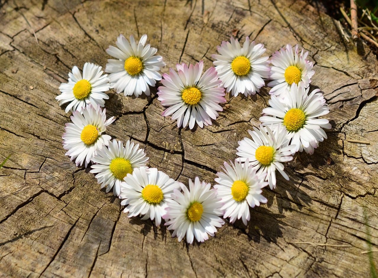Ein Herz aus Gänseblümchen auf einer hölzernen Oberfläche, jede Blume mit weißen Blütenblättern und einem gelben Zentrum.