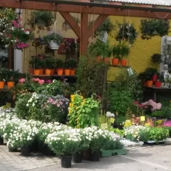 Ein Gartengeschäft mit verschiedenen Pflanzen und Blumen in Töpfen. Einige Pflanzen hängen von der Decke, während andere auf Regalen stehen. Eine Vielzahl von Farben und Arten wird ausgestellt.