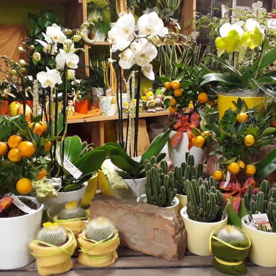 Eine Ausstellung verschiedener Topfpflanzen und Blumen, darunter Orchideen, Zitruspflanzen und Kakteen. Die Pflanzen sind auf einer Holzoberfläche angeordnet, mit Regalen im Hintergrund.