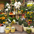 Blumenwelt Anita Riegler-Logo