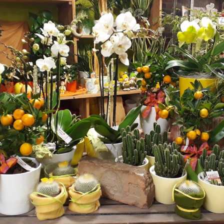 Bild enthält, Plant