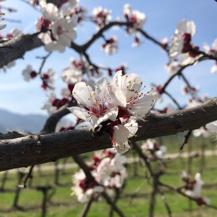Bild enthält, Flower, Petal, Plant, Cherry Blossom, Outdoors, Nature, Grass