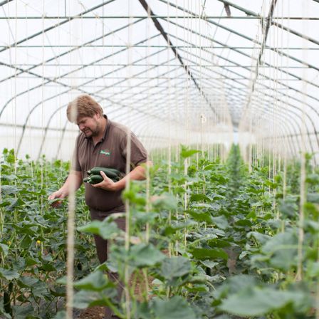 Bild enthält, Garden, Gardening, Nature, Outdoors, Adult, Male, Man, Person, Gardener, Greenhouse