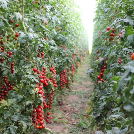 Bild enthält, Agriculture, Countryside, Field, Nature, Outdoors, Garden, Food, Fruit, Plant, Produce