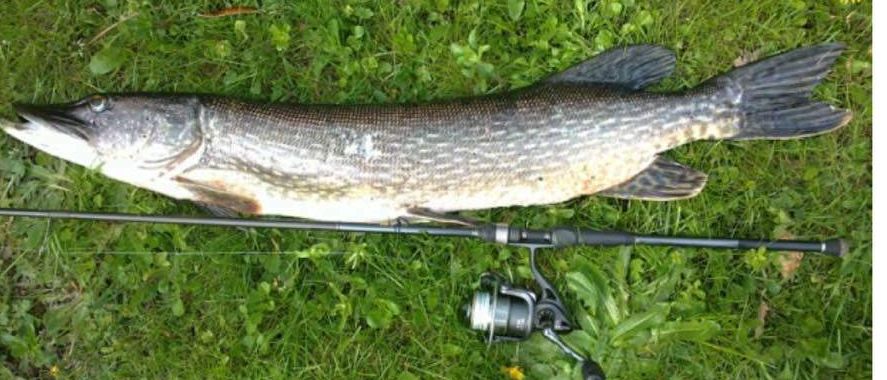 Bild enthält, Animal, Fish, Sea Life, Pike, Gun, Weapon