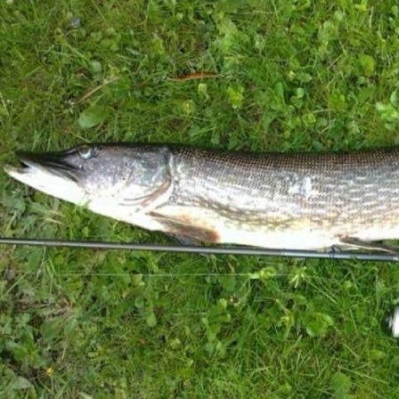 Bild enthält, Animal, Fish, Sea Life, Pike