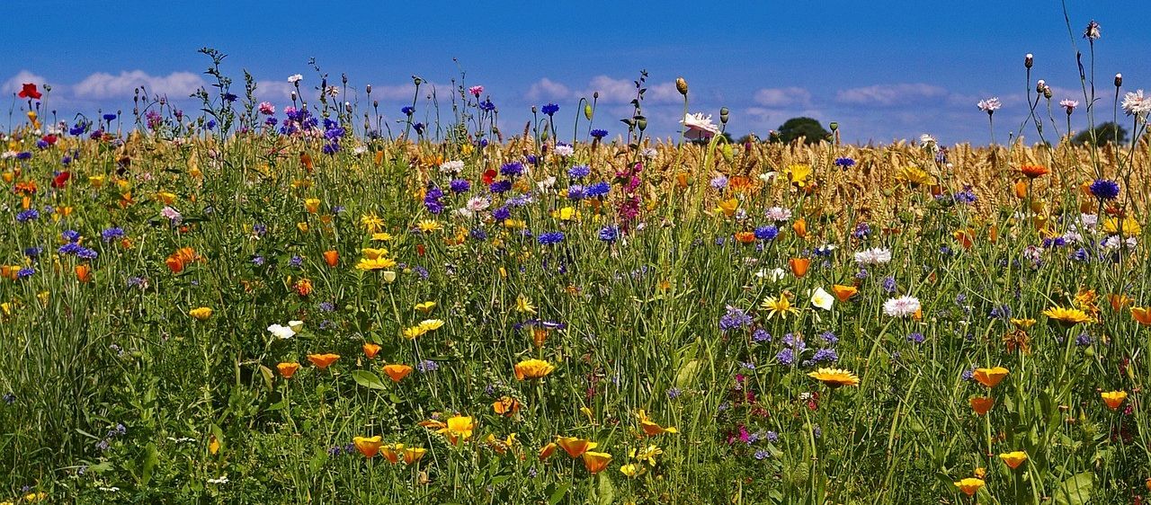 Ein weites Feld voller Wildblumen in verschiedenen Farben wie Gelb, Orange, Lila und Weiß, mit hohem Gras unter einem blauen Himmel mit einigen Wolken.