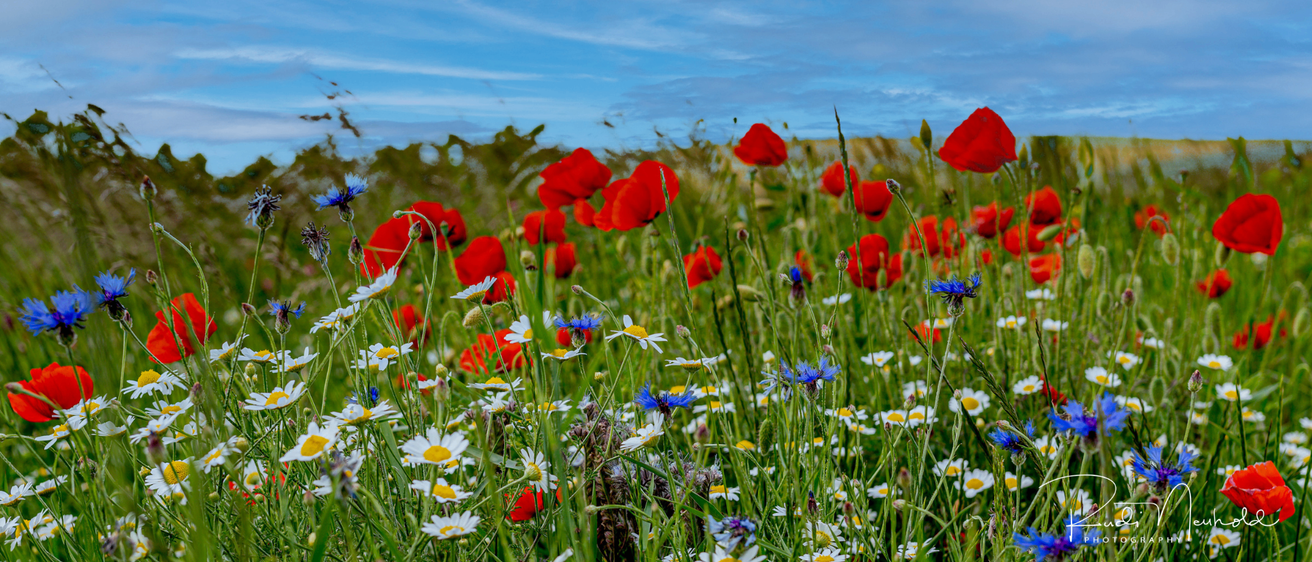 Eine farbenfrohe Wiese voller roter Mohnblumen und weißer Gänseblümchen unter einem blauen Himmel mit sanften Wolken.