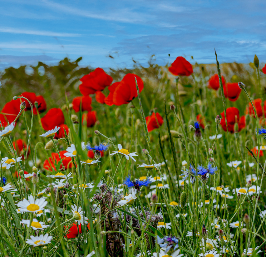 Eine farbenfrohe Wiese voller roter Mohnblumen und weißer Gänseblümchen unter einem blauen Himmel mit sanften Wolken.